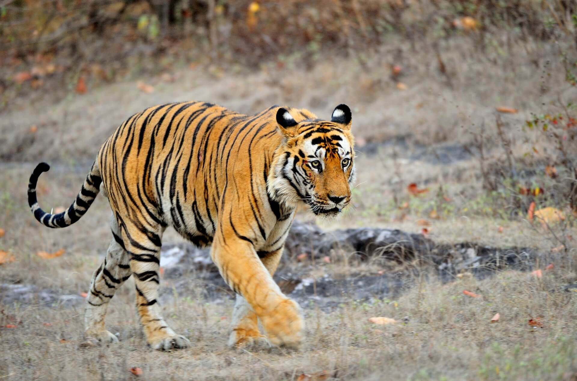 Bandhavgarh Tiger Safari Package | Jungle Safari in Madhya Pradesh